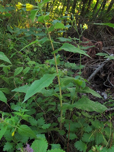 <i>Hieracium prenanthoides</i> Vill. subsp. <i>valdegriseum</i> Zahn