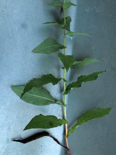 <i>Hieracium prenanthoides</i> Vill. subsp. <i>valdegriseum</i> Zahn