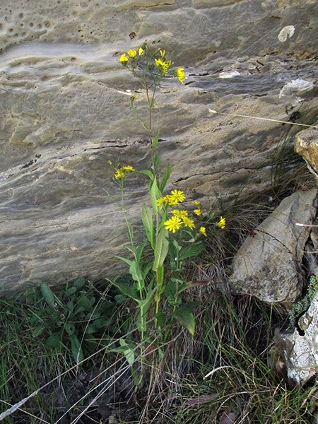 <i>Hieracium sabaudum</i> L. subsp. <i>concinnum</i> (Jord.) Zahn