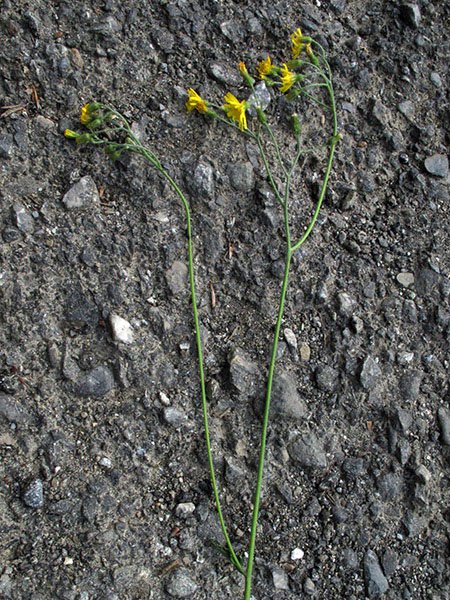<i>Hieracium murorum</i> L. subsp. <i>cardiophyllum</i> (Sudre) Zahn