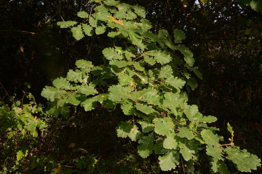 Quercus 20221022-168.jpg