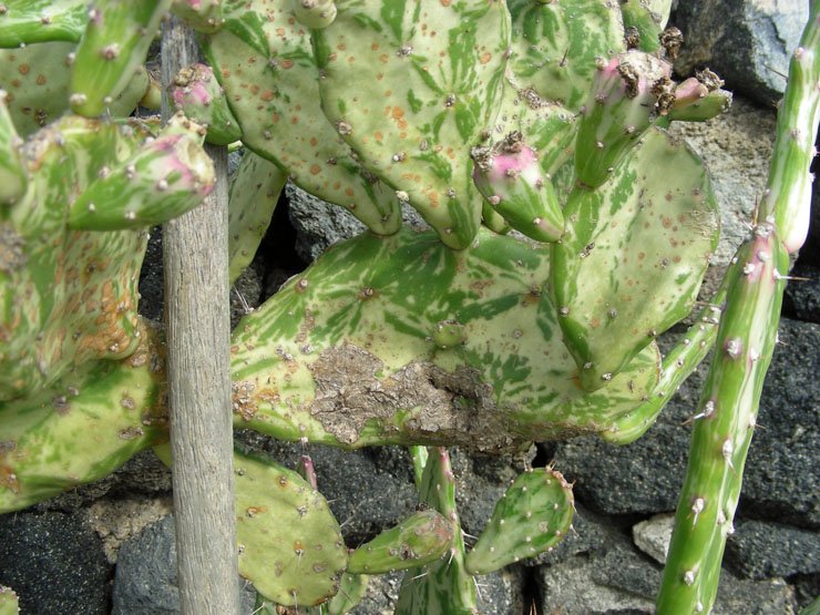 Opuntia monacantha (6).JPG