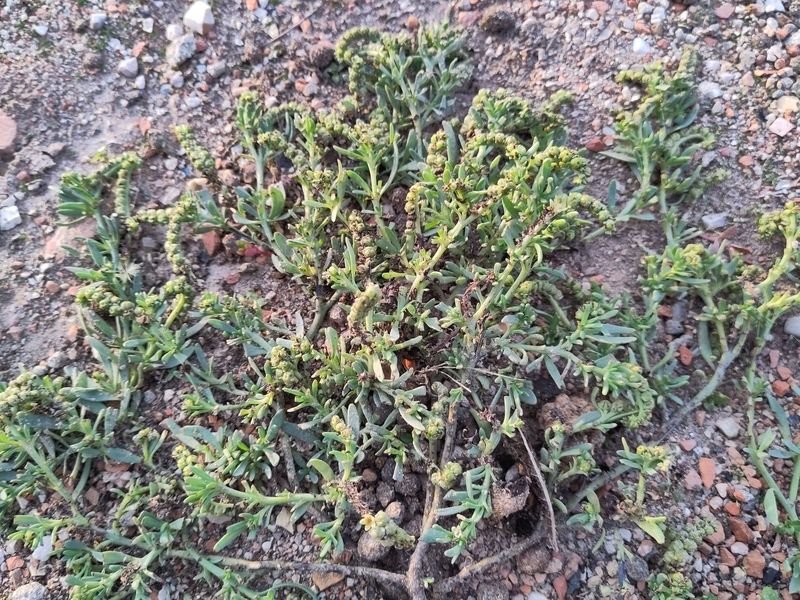 <i>Heliotropium curassavicum</i> L.