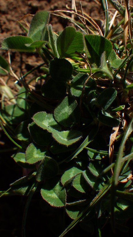 Trifolium pratense75.JPG