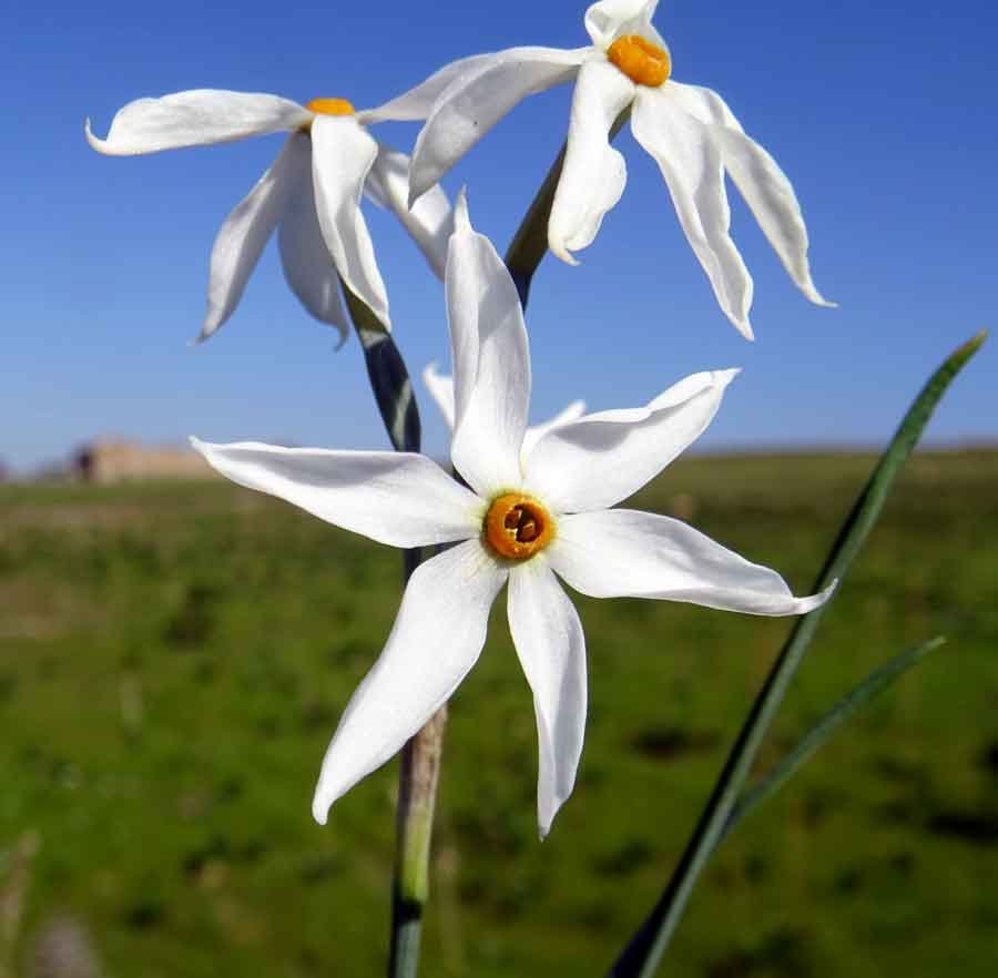 Narcissus-obsoletus-(Haw.)- 1.jpg