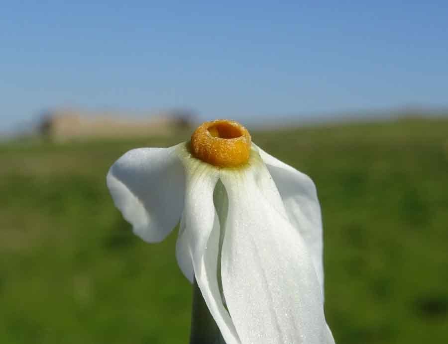 Narcissus-obsoletus-(Haw.) 2.jpg