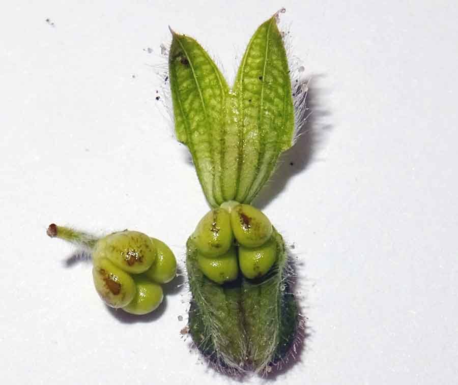 Salvia-clandestina-L..jpg