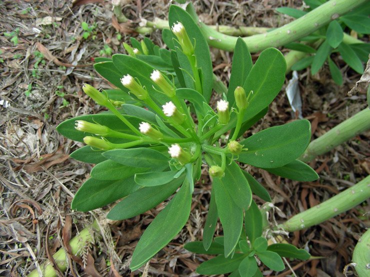 Kleinia anteuphorbium (4).JPG