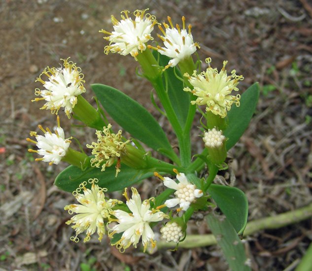 Kleinia anteuphorbium (5).JPG