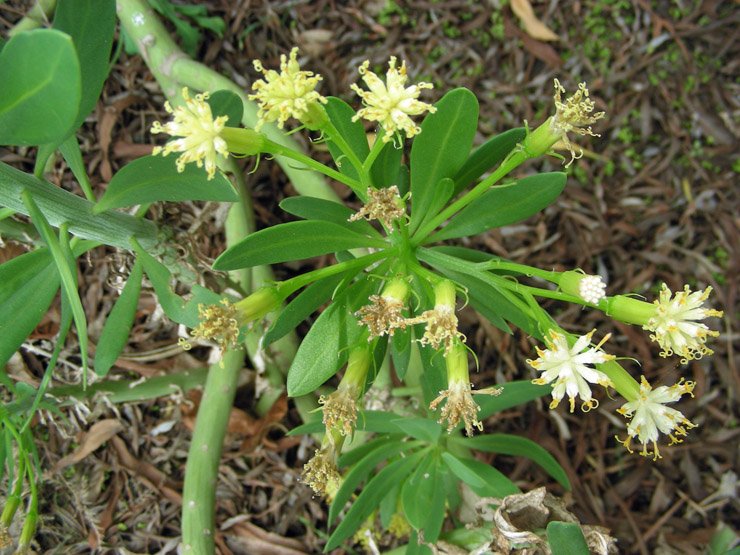 Kleinia anteuphorbium (6).JPG