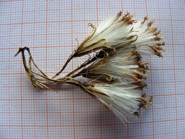 Kleinia anteuphorbium (10).JPG
