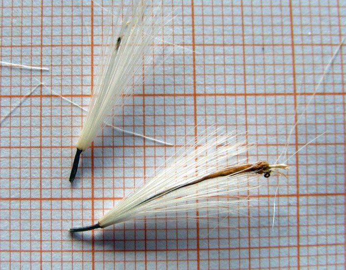 Kleinia anteuphorbium (12).jpg