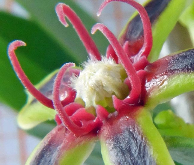 <i>Periploca angustifolia</i> Labill.