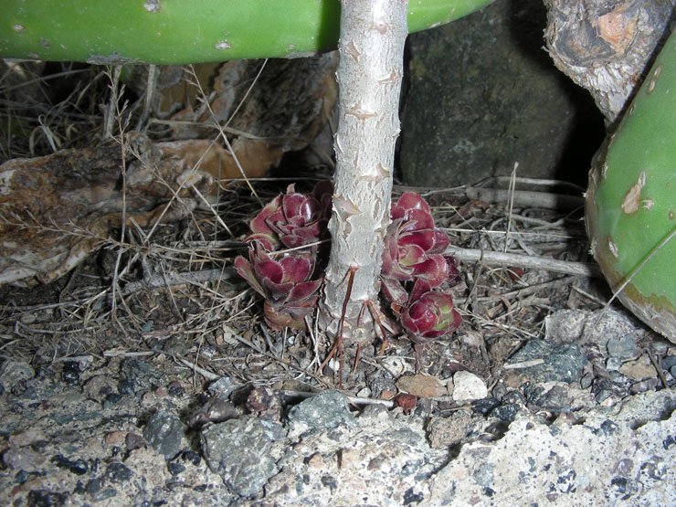 Aeonium arboreum var. atropurpureum (7).JPG