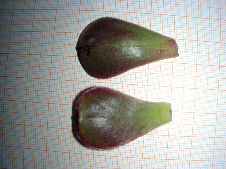 Aeonium arboreum var. atropurpureum (10).JPG