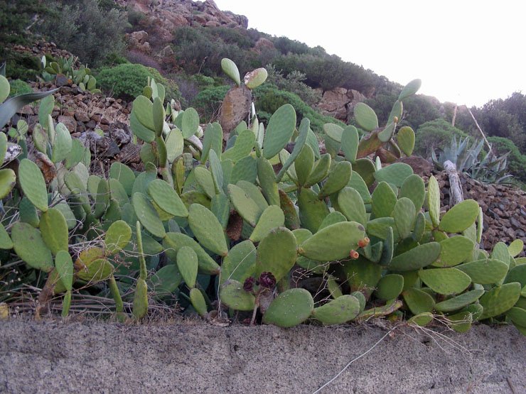 Aeonium arboreum var. atropurpureum 1 (1).JPG
