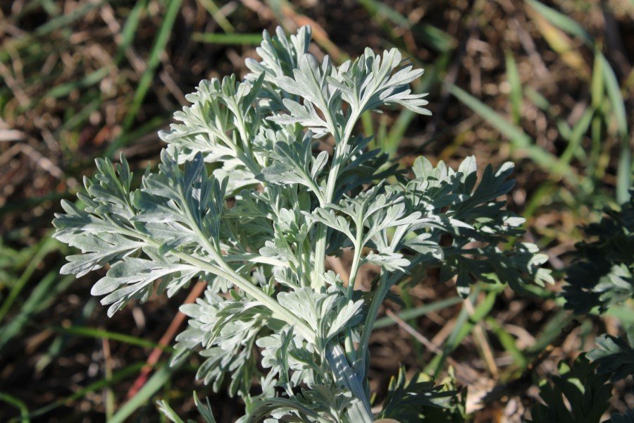Artemisia absenthium 5.JPG