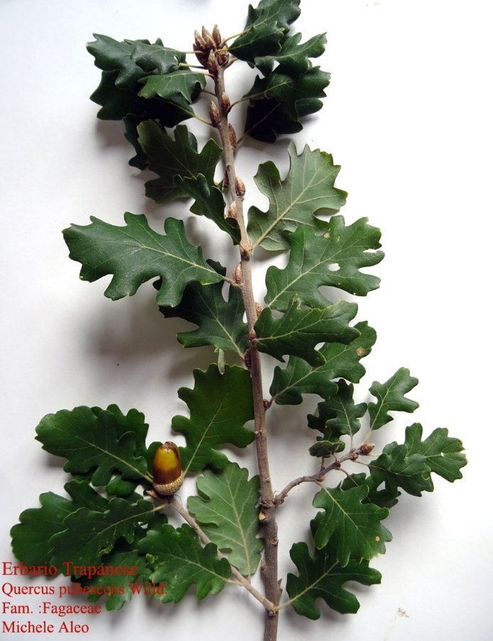 Quercus-pubescens-Willd..jpg