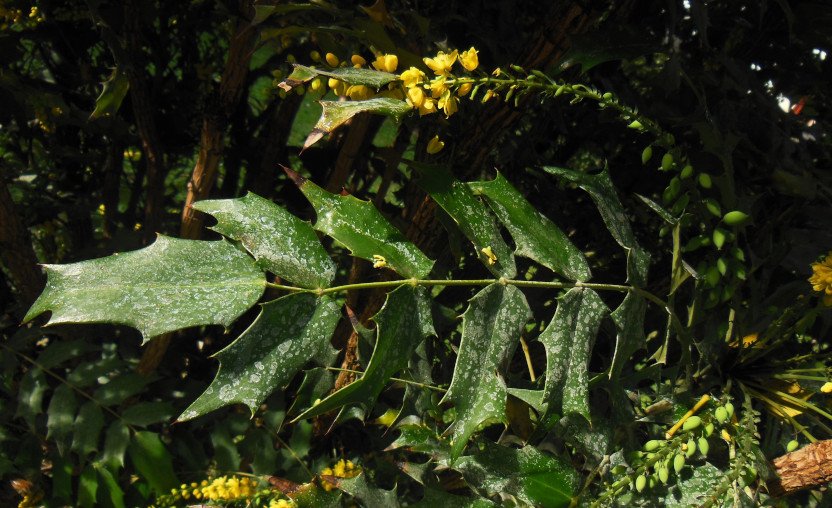 Mahonia aquifolium x media Charity (3).jpg