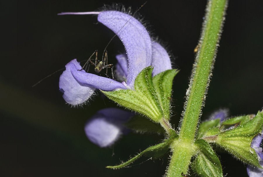 Salvia haematodes