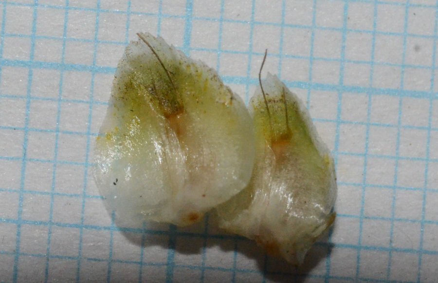 Scolymus hispanicus occidentalis 20221126m005.jpg