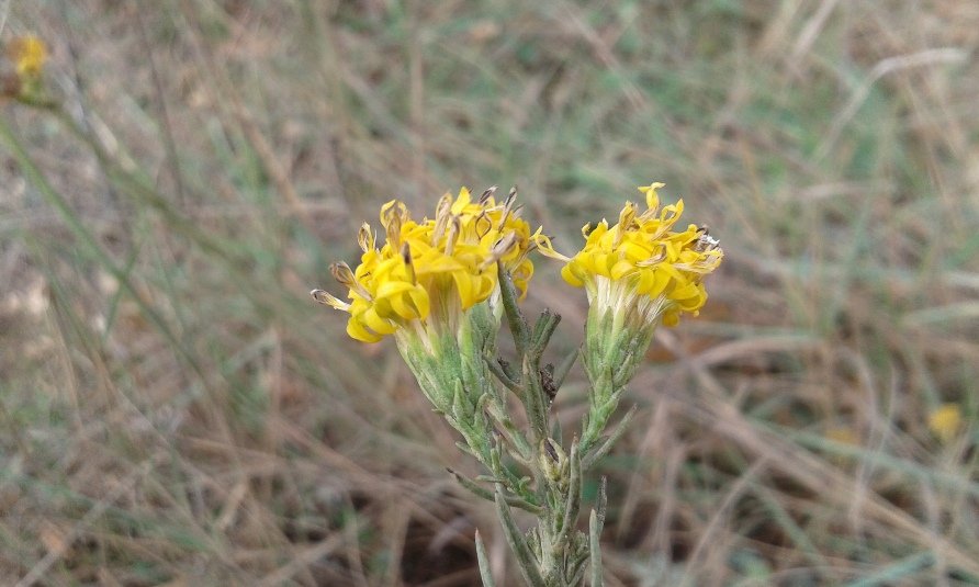 Galatella linosyris (L.) Rchb.f. (b).jpg