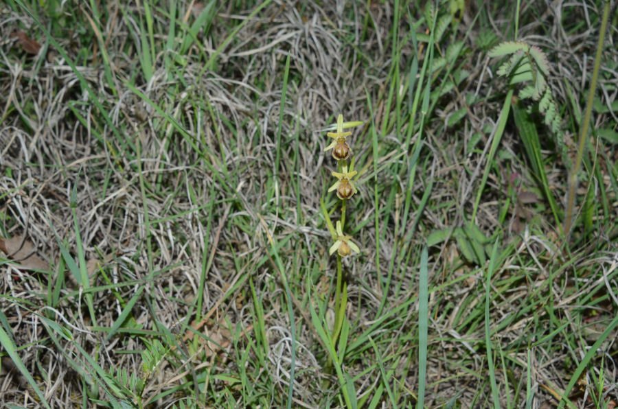 Ophrys 20220514-295.jpg