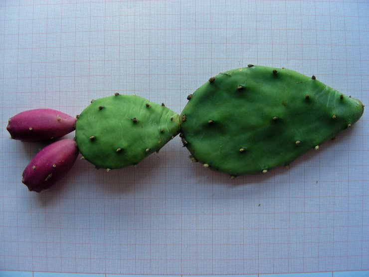 Opuntia humifusa (6).JPG
