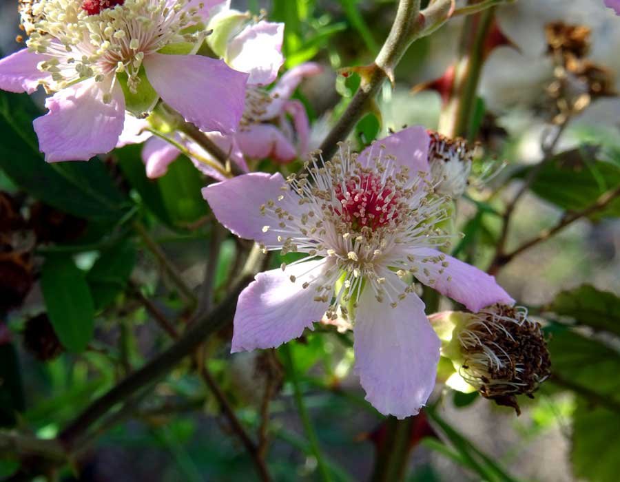Rubus-ulmifolius-Schott.jpg
