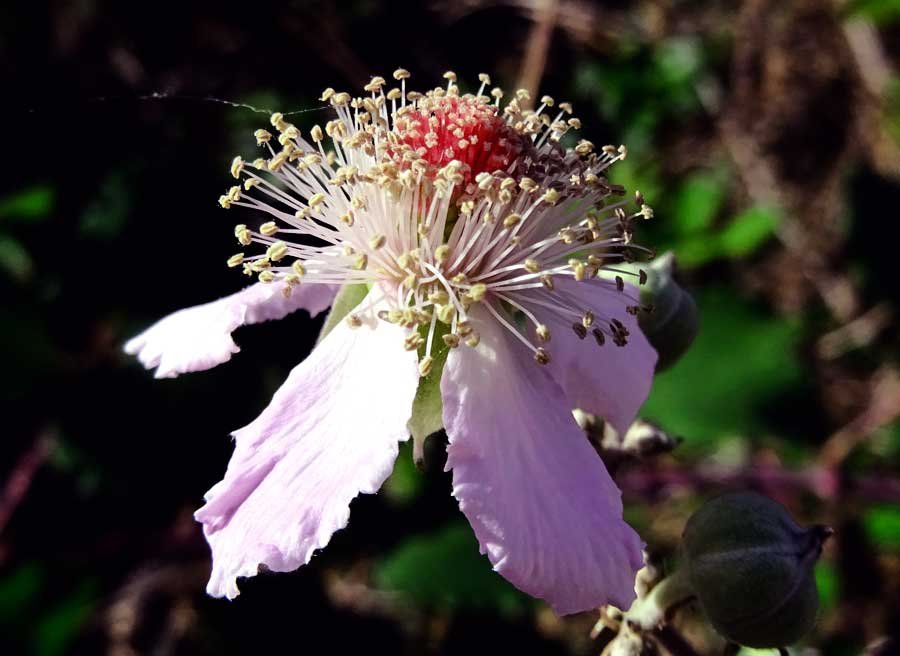 Rubus-ulmifolius-Schott.jpg