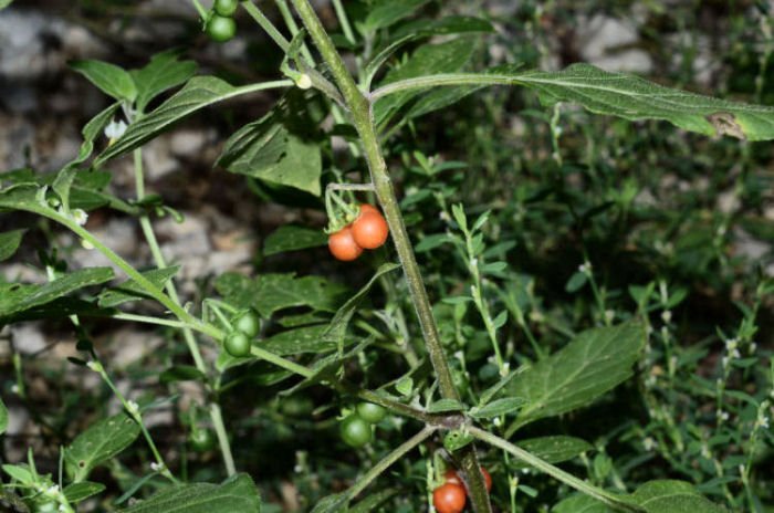Solanum villosum - Anagni 20210911.jpg