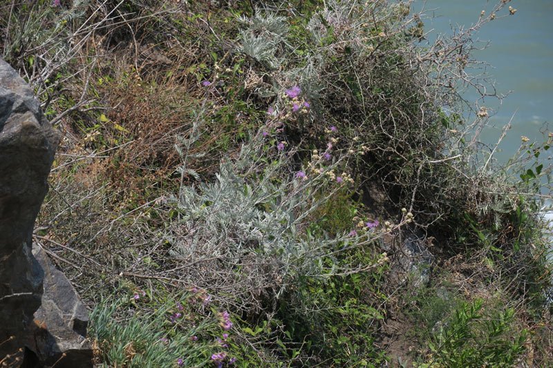 <i>Centaurea phalacrica</i> Brullo, Cambria, Crisafulli, Tavilla & Sciandr.