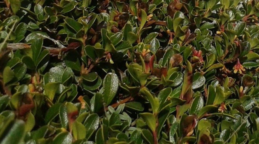 Arctostaphylos uva-ursi (L.) Spreng. (c).jpg