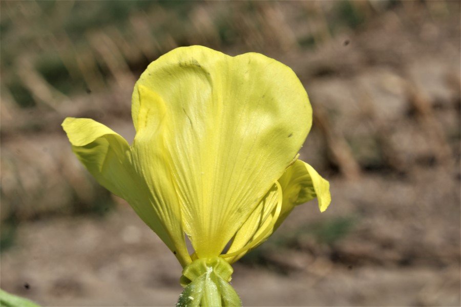 Oenothera sp. 4.JPG