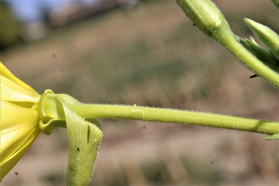 Oenothera sp. 6.JPG