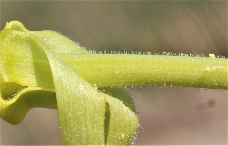 Oenothera sp. 7.JPG