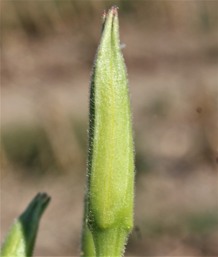 Oenothera sp. 11.JPG