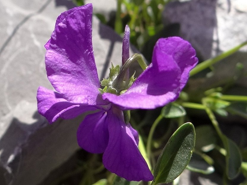<i>Viola calcarata</i> L.