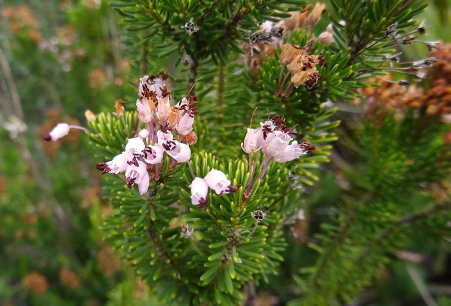 Erica-multiflora-L.jpg