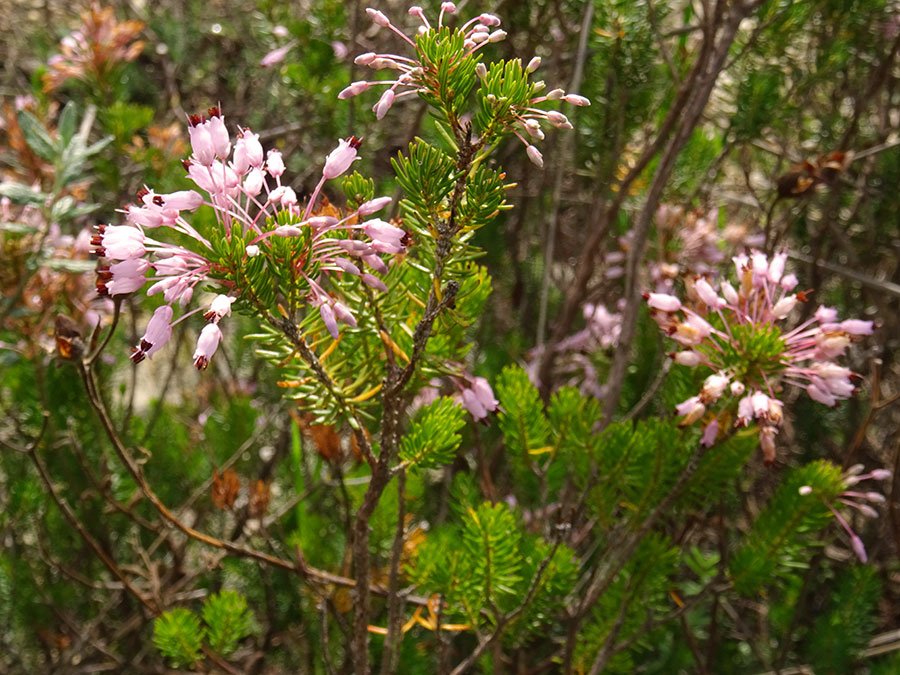 Erica-multiflora-L..jpg