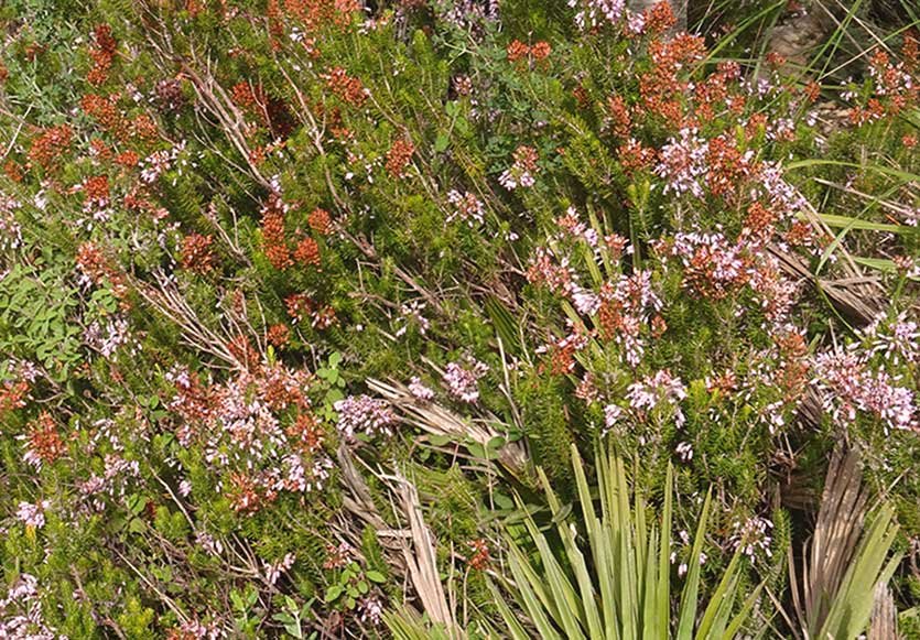 Erica-multiflora-L..jpg