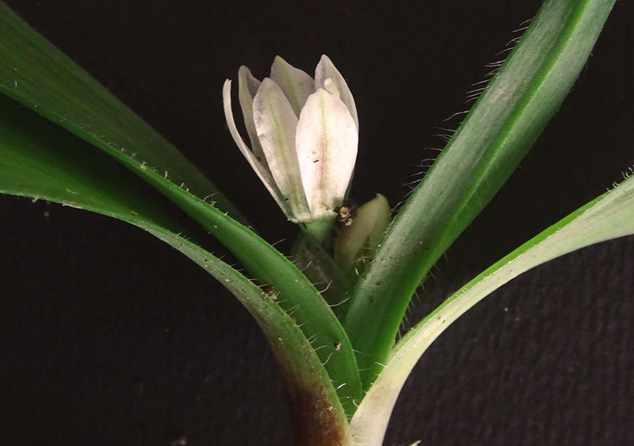 Allium-chamaemoly-L..jpg