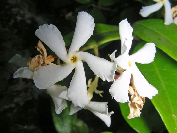 Tracheospermum jasminoides (2).JPG