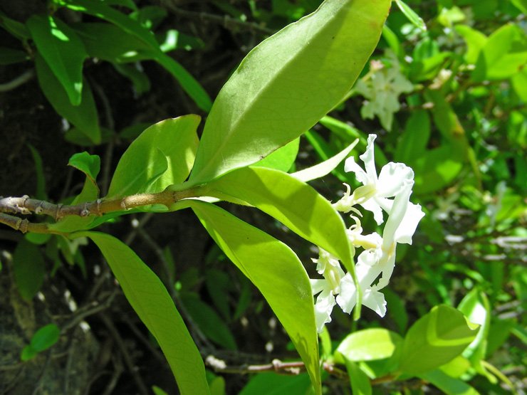 Tracheospermum jasminoides (3).JPG