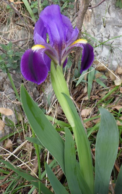 <i>Iris bicapitata</i> Colas.