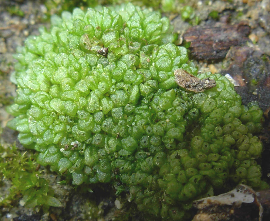Spaerocarpaceae: Sphaerocarpos michelii/texanus (Marchantiophyta)