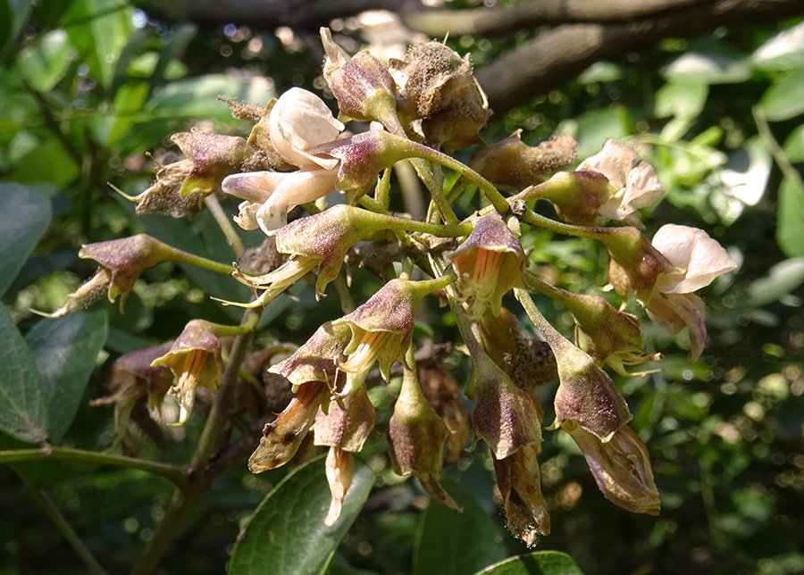 Sophora-secundiflora-(Ortega)-DC..jpg