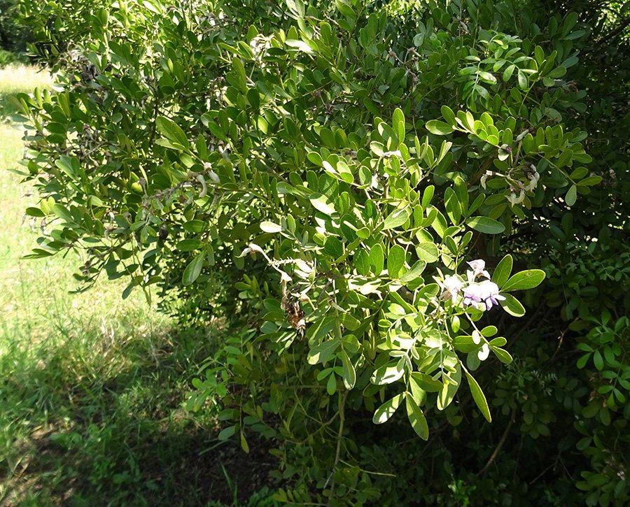 Sophora-secundiflora-(Ortega)-DC..jpg