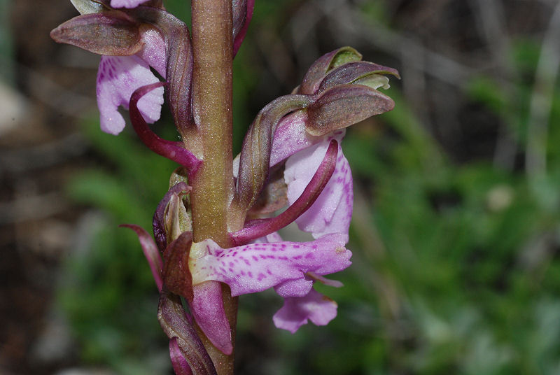 Orchis spitzelii Saut ex W.D.J. Koch
