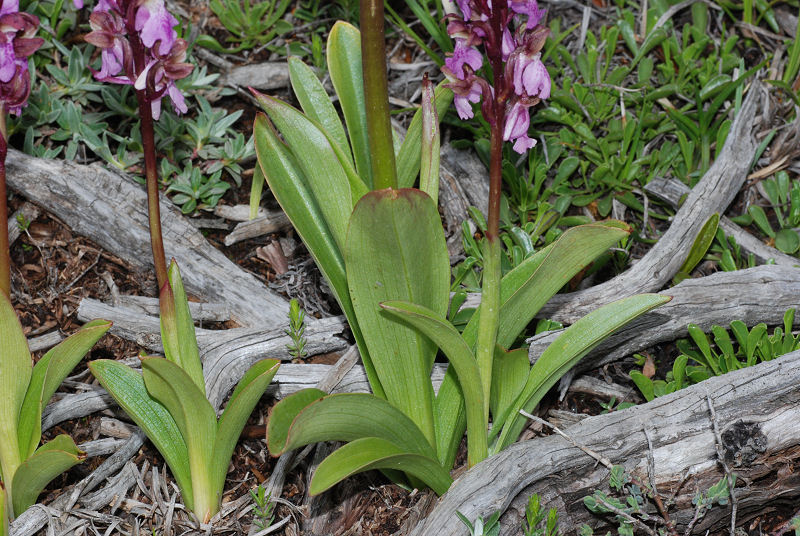Orchis spitzelii Saut ex W.D.J. Koch